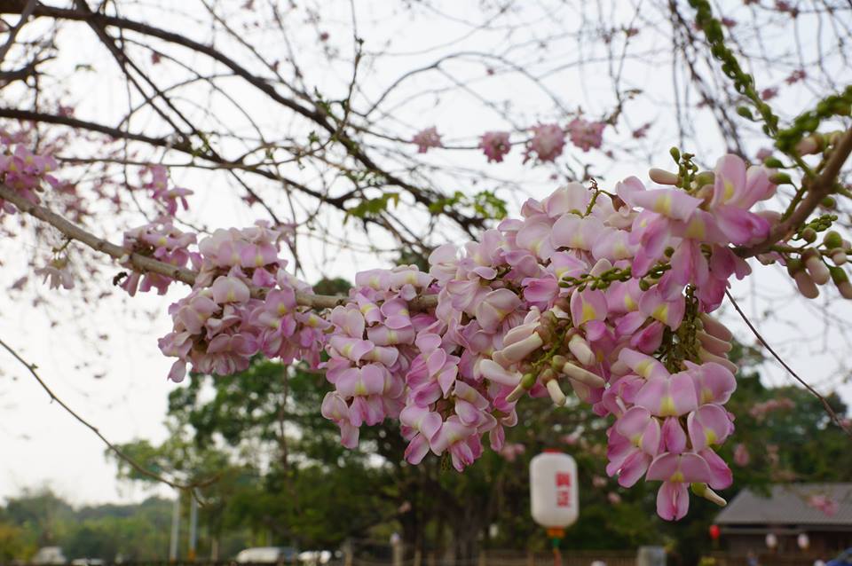 八田與一紀念園區南洋櫻。（圖片來源／烏山頭水庫風景區）