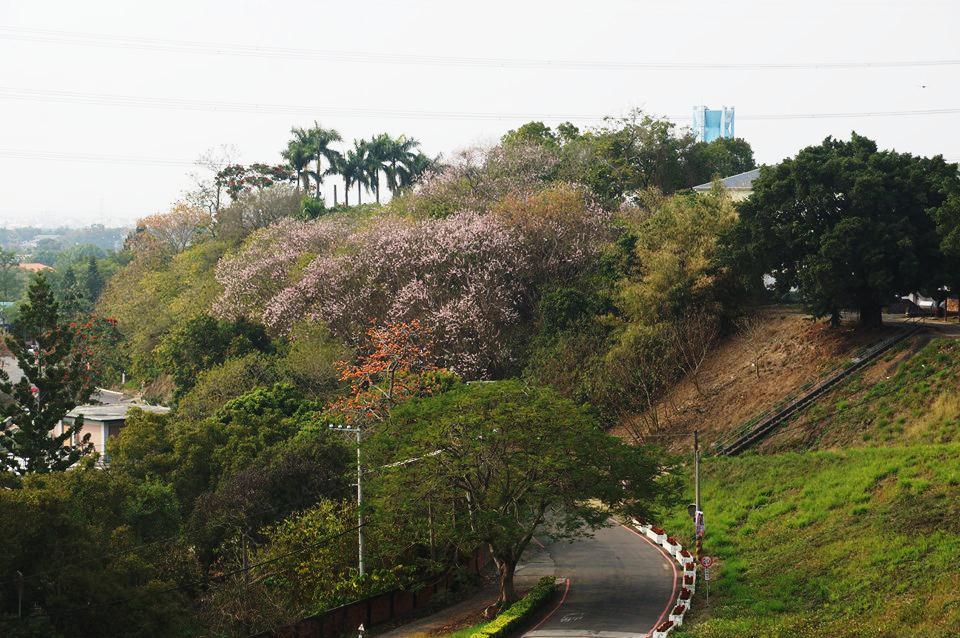 遠眺紀念室前南洋櫻。（圖片來源／烏山頭水庫風景區）