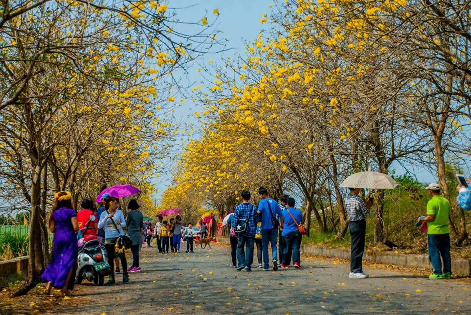 嘉義溪北村朴子溪堤防道吸引了許多遊客前來賞花朝聖。(圖片拍攝、提供／LienchinChan)