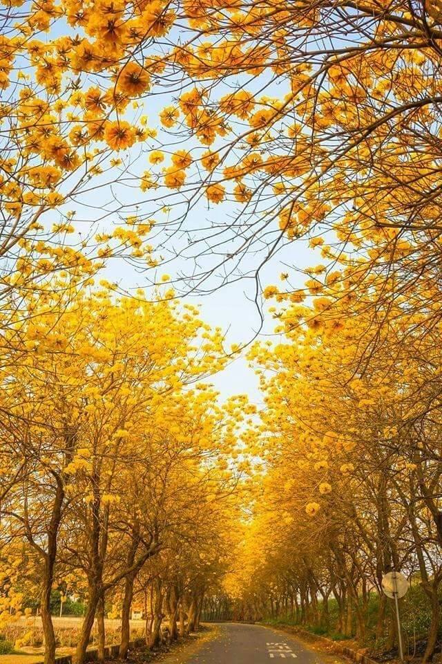 朵朵黃花盛開搭起了一座黃金隧道。(圖片來源／溪北六興宮)