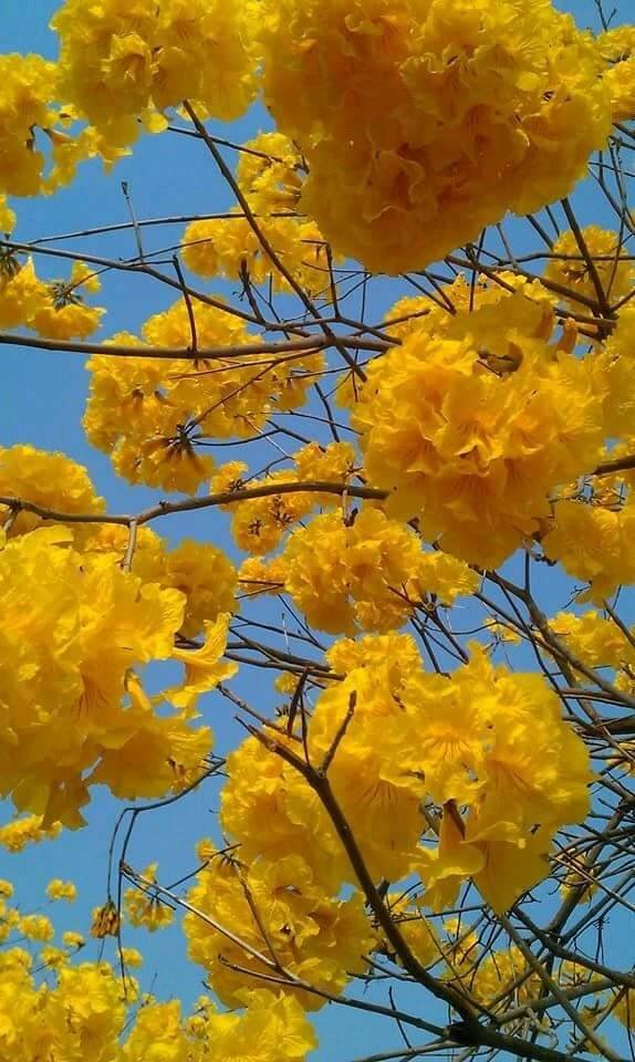 黃澄澄的花朵與透亮的藍天，拼湊出了美麗的畫面。(圖片來源／溪北六興宮)