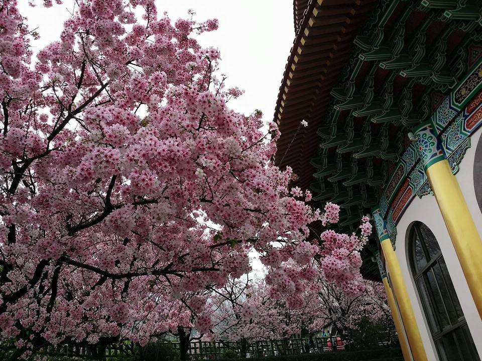 天元宮前櫻花樹盛開。(圖片來源／淡水天元宮花況報導)