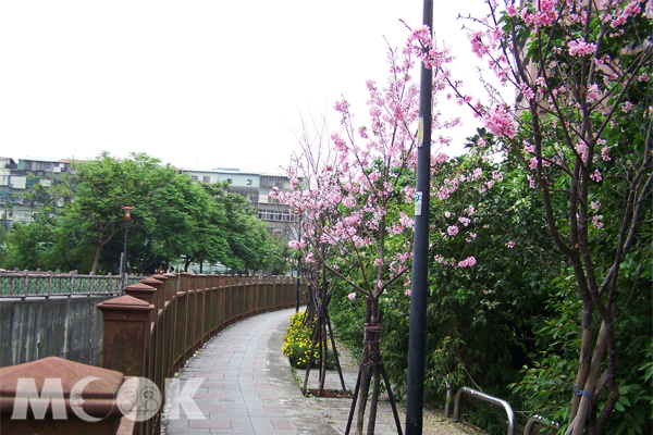 土城希望之河沿途栽種60餘棵櫻花。(圖片提供／新北市農業局)