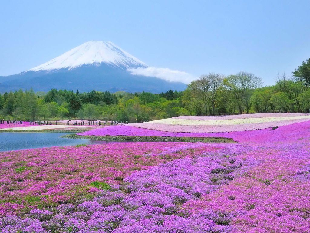 2015年富士櫻花季於4月18日展開。（圖片來源／plaholi）