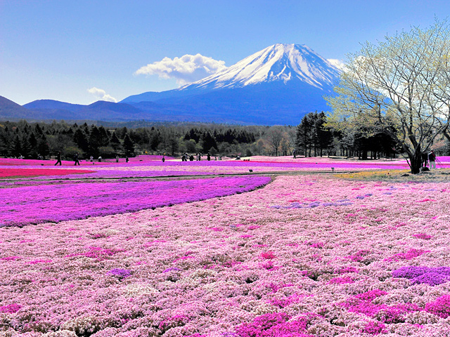 繽紛鮮豔的芝櫻花毯與遠方帶有富士山山景相呼應，成了春日最美風景。（圖片來源／shizuoka）