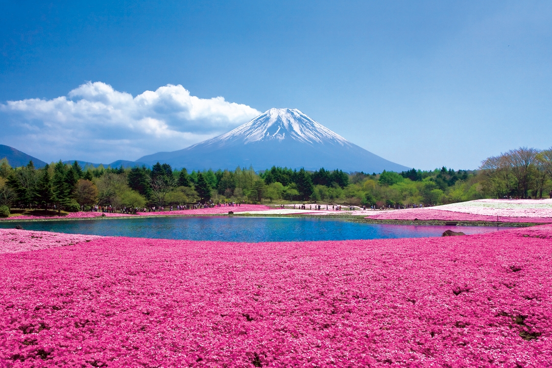 富士芝櫻季今年舉辦至5月31日。（圖片來源／find-travel）