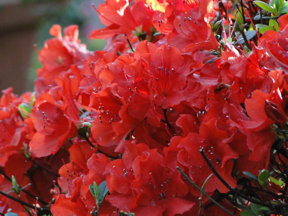 鮮紅的杜鵑花。（圖片來源／陽明山花季）