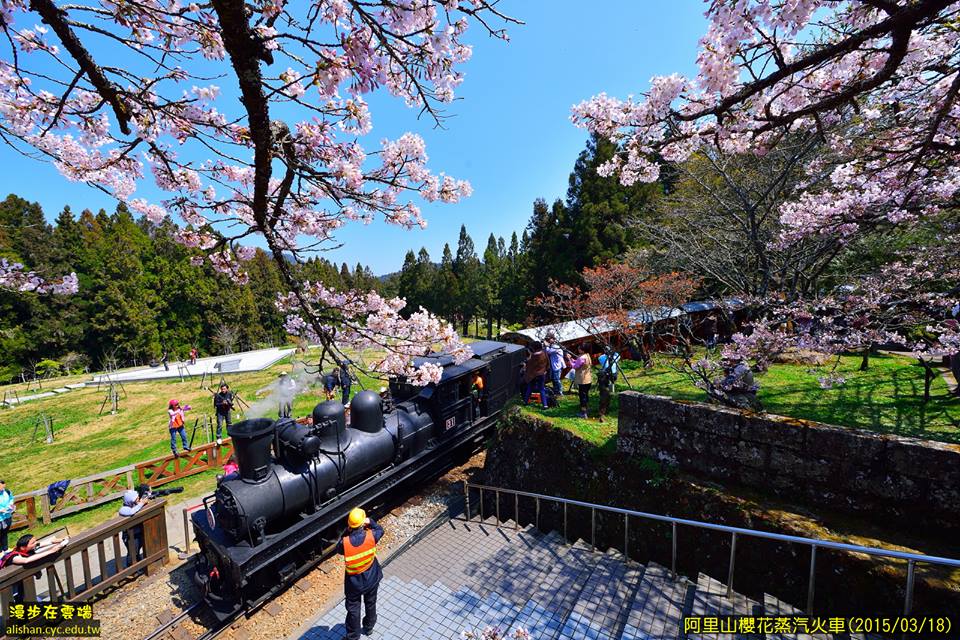 櫻花與火車相互輝映。(圖片提供／漫步在雲端的阿里山黃源明)