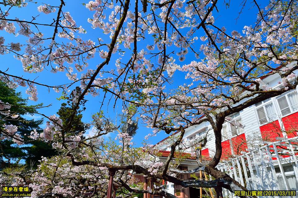 櫻花枝葉蓋滿天。(圖片提供／漫步在雲端的阿里山黃源明)