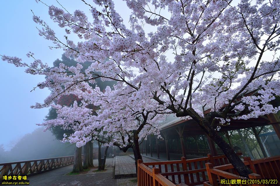 祝山觀景台櫻花正盛。(圖片提供／漫步在雲端的阿里山黃源明)