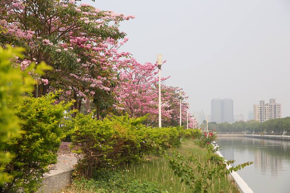 河畔花草，讓高雄市容更顯清新。（圖片來源／陳菊 (花媽) 市長）