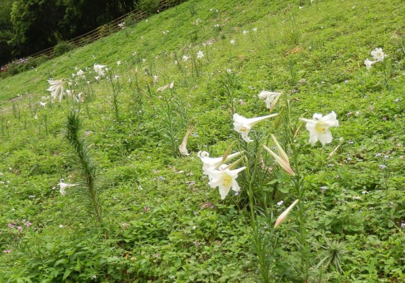 花蓮布洛灣野百合花盛開。（圖片來源／太魯閣國家公園）