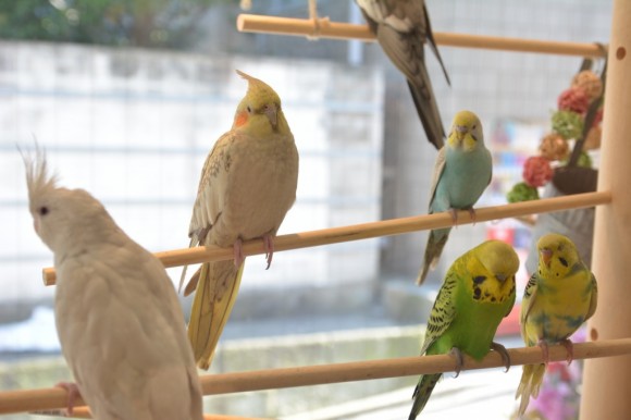 小鳥們是咖啡館裡的明星動物。（圖片來源／hara19）