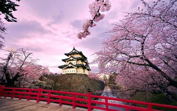 日本櫻花。（圖片來源／travel.enorth）