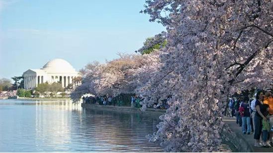 華盛頓櫻花。（圖片來源／aiweibang）