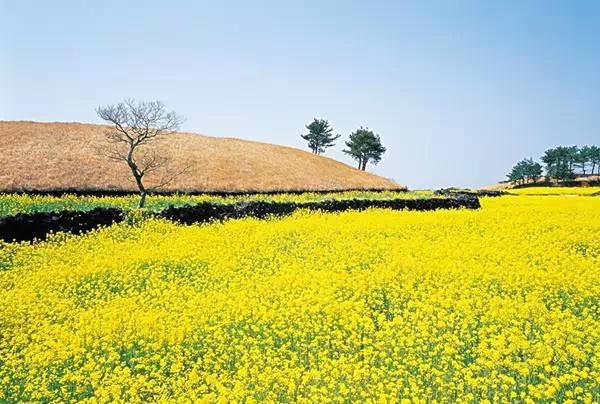 濟州島油菜花。（圖片來源／travel.enorth）