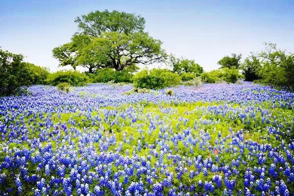 矢車菊花海。（圖片來源／travel.enorth）