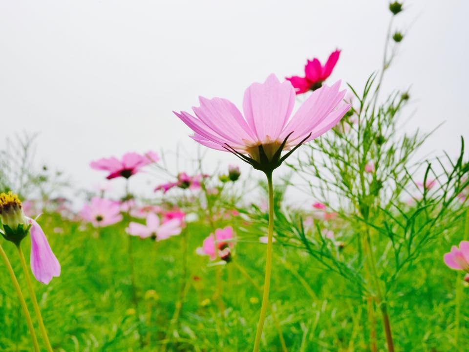 嬌嫩欲滴的花朵隨風搖曳。（圖片來源／林後四林平地森林園區）