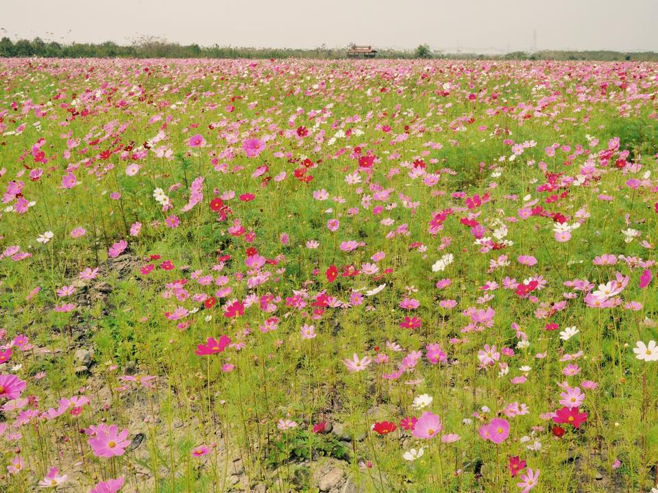 林後四林平地森林園區波斯菊與百日草花海。（圖片來源／屏東林管處）