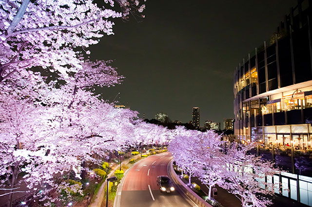 夜間也將實施特殊點燈，讓六本木的夜裡更加浪漫。（圖片來源／taiken）