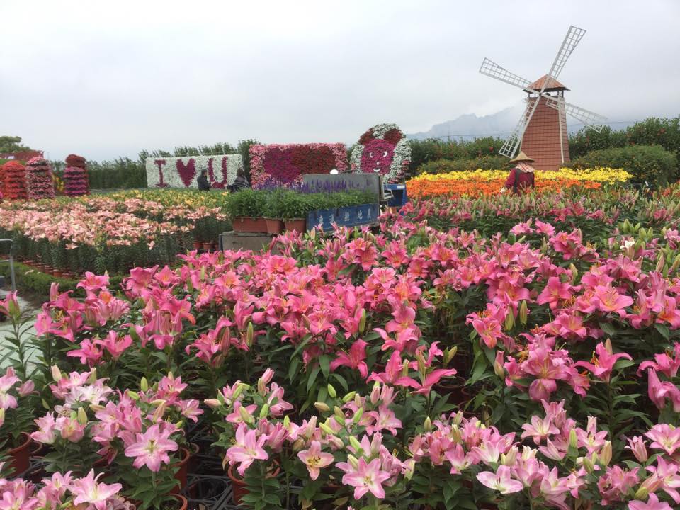 於歐風花園內，一次可欣賞萬朵百合花海，讓人驚艷。（圖片來源／中社觀光花市-官網）