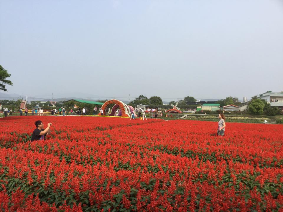 除了百合花，目前花海區也有一串紅、鼠尾草、鳳仙花等花卉可欣賞。（圖片來源／中社觀光花市-官網）