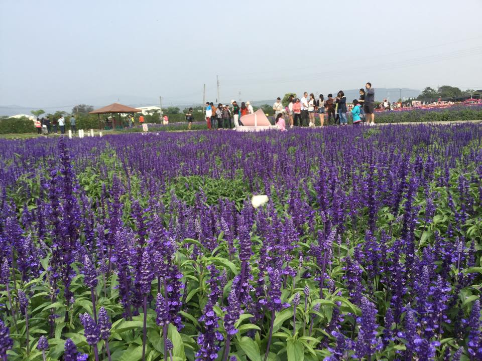 除了百合花，目前花海區也有一串紅、鼠尾草、鳳仙花等花卉可欣賞。（圖片來源／中社觀光花市-官網）