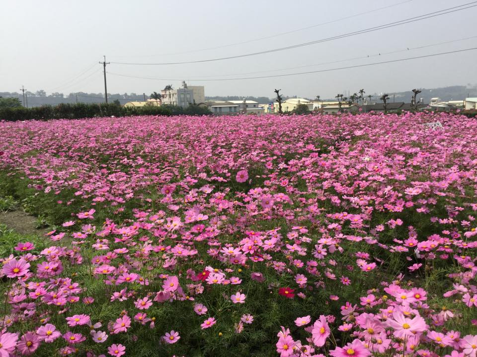 除了百合花，目前花海區也有一串紅、鼠尾草、鳳仙花等花卉可欣賞。（圖片來源／中社觀光花市-官網）