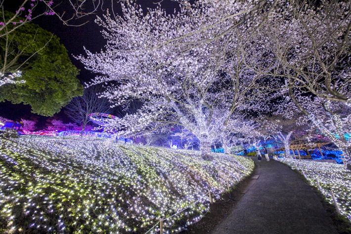 夢幻彩燈結合賞夜櫻活動。（圖片來源／sagamiko-resort）