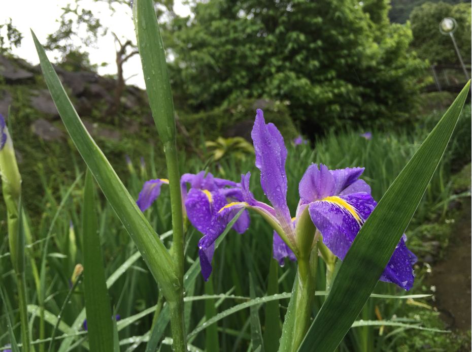 淡紫色的花田，夢幻迎春。（圖片來源／台北市大地處）