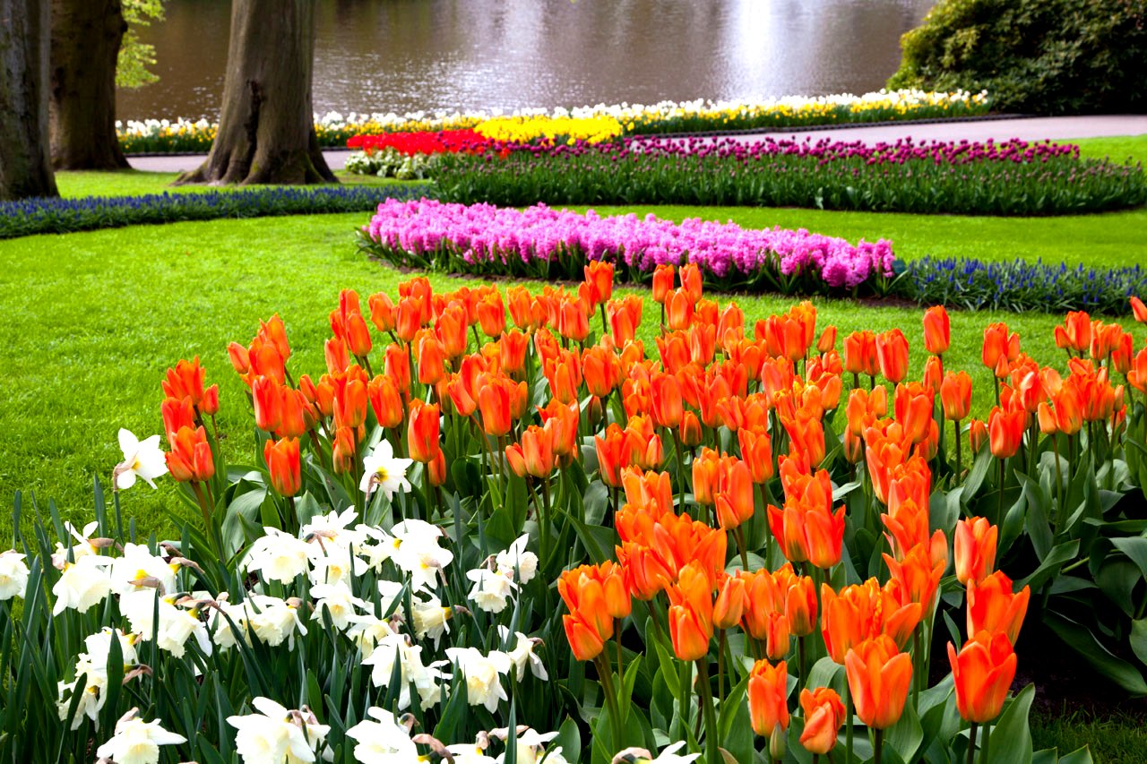 歐洲最美春季花園庫肯霍夫花園即日起開放入園至5月17日。（圖片來源／tripelonia）