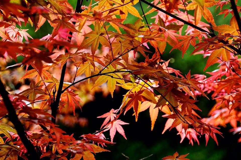 台北奧萬大不只秋季能夠賞楓，春天也能賞盡浪漫楓紅。(圖片來源／台北奧萬大）