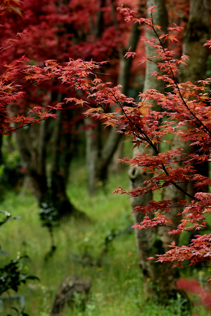 紅葉似火，來台北奧萬大感受季節限定的美麗景色。(圖片來源／台北奧萬大）