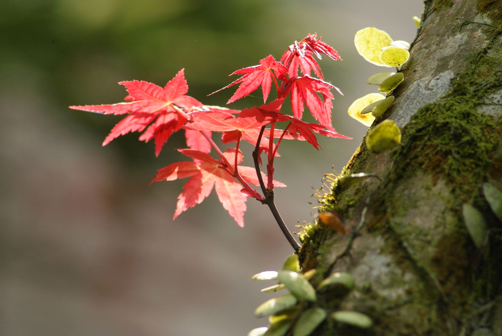 鮮豔的紅葉，為台北的春天帶來不一樣的顏色。(圖片來源／台北奧萬大）