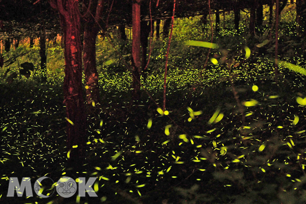 2014那瑪夏螢火蟲盛況。（圖片提供／高雄市政府觀光局）