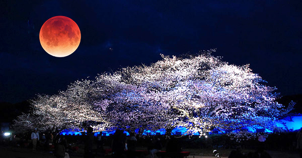 舞鶴公園夜櫻景致。（圖片來源／grapee）