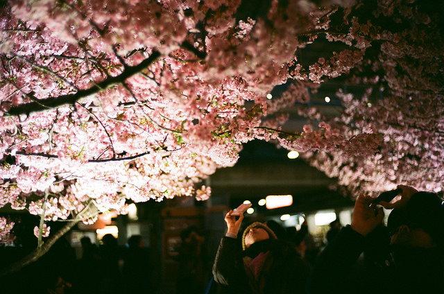 櫻花季期間各地賞櫻名所都舉辦了賞夜櫻活動。（圖片來源／getnews）