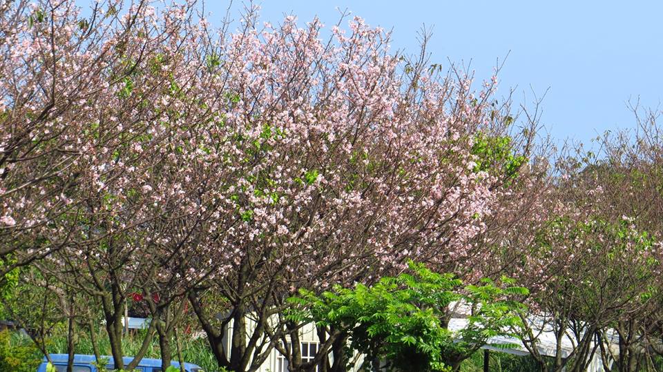 三芝區三生步道櫻花開。（圖片來源／賞花快報）