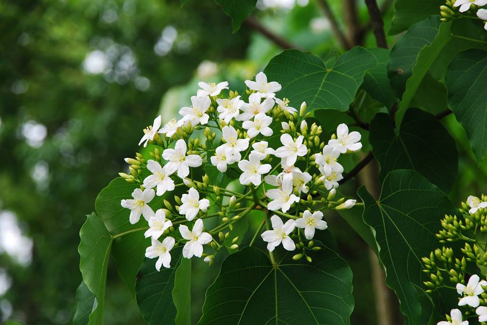 朵朵白花，嬌小可愛。（圖片來源／旅行臺灣 就是現在）