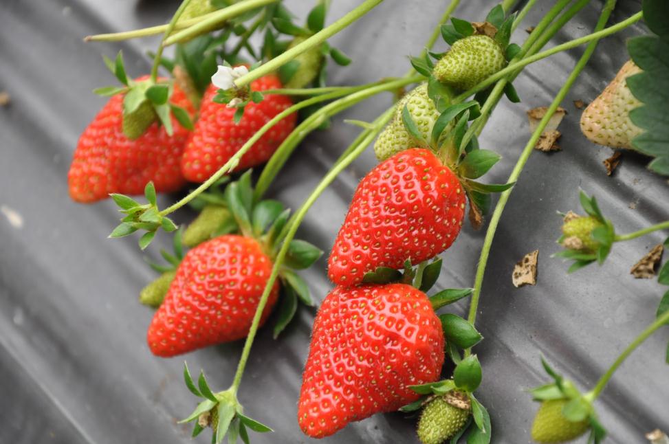 來到白石湖社區，享受草莓採果樂。(圖片來源／台北市大地處）