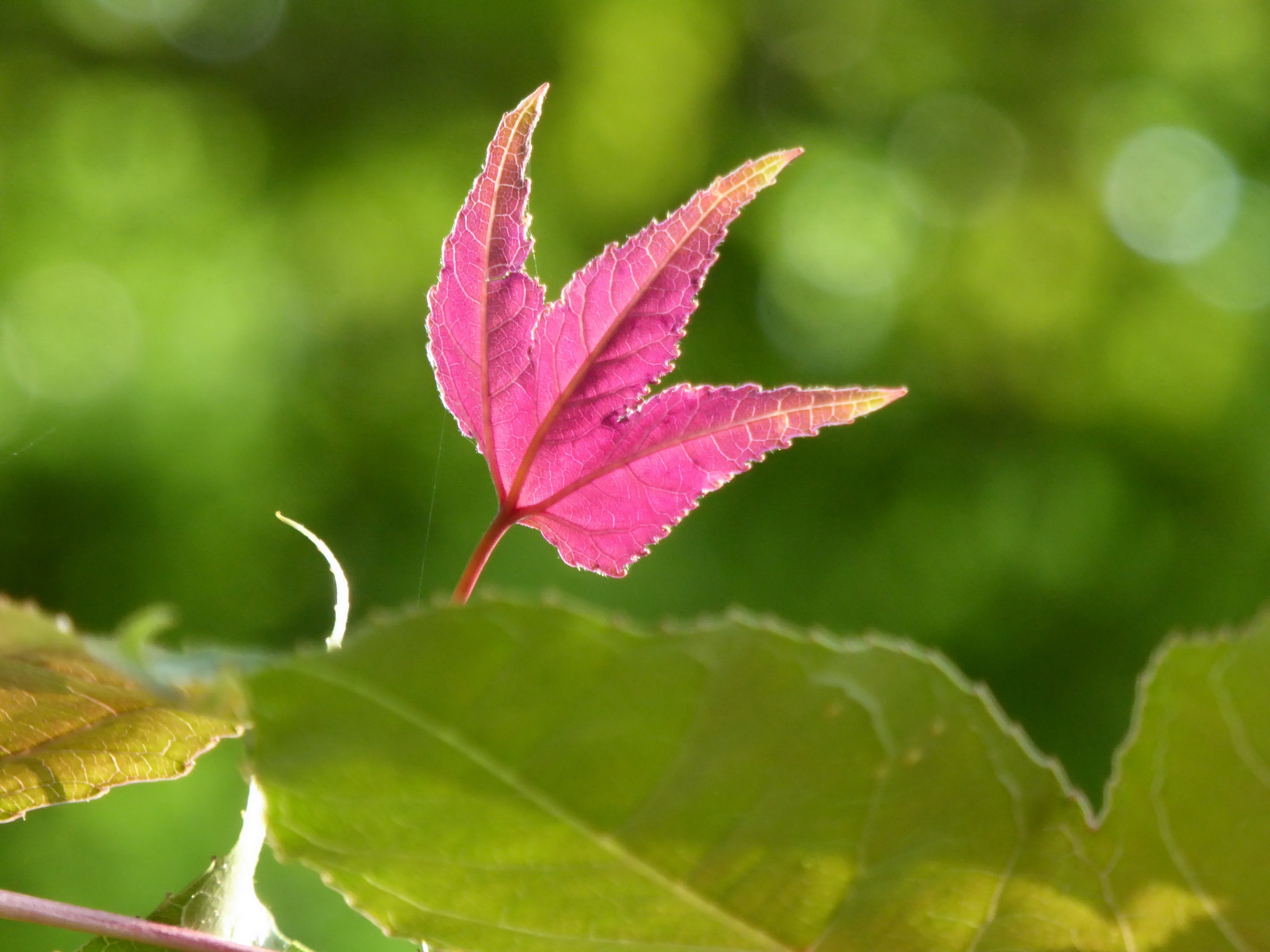 春芽紅葉。（圖片來源／行政院林務局）