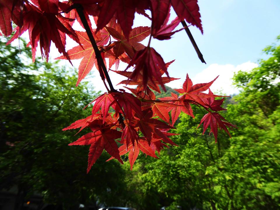 藍天綠葉楓紅形成美麗的景（圖片來源／奧萬大情報站）