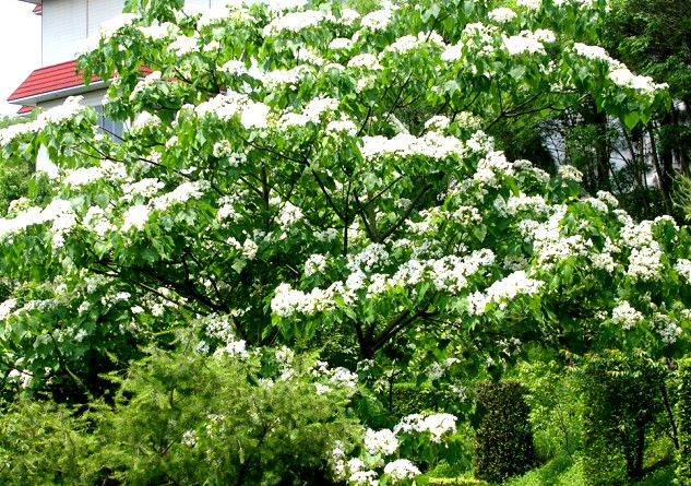 香格里拉樂園每到4月中旬，園區內有大量的桐花盛開（圖片來源／香格里拉樂園）
