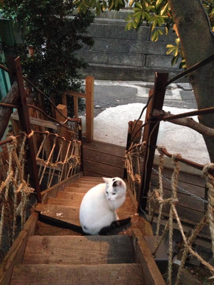 偶爾小貓也會出現在咖啡廳陪伴客人。（圖片來源／なんじゃもんじゃカフェ）