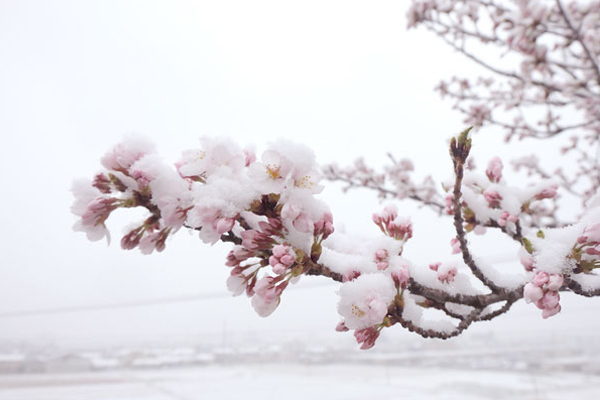 白雪覆蓋在櫻樹上，增添幾分神秘美感。（圖片來源／grapee）