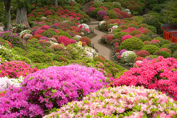 一球球的杜鵑花叢看起來繽紛可愛。（圖片來源／gotokyo）