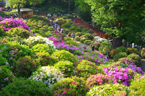 根津神社文京杜鵑花祭。（圖片來源／ameblo）