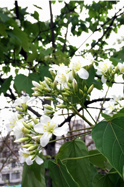 土城桐花初開。(圖片來源／新北市土城區公所)