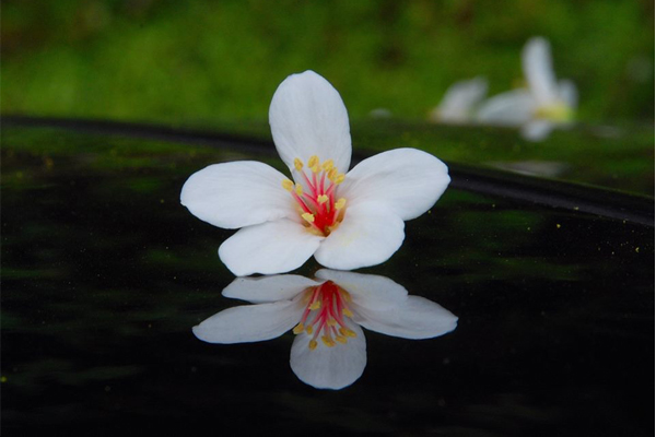 嫩白淡黃的桐花模樣可愛。(圖片來源／賞桐快報-新北市客家桐花祭)