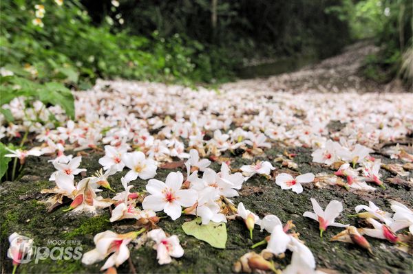 鄰近新北市地區的民眾，可以就近賞桐、同時享受單車騎乘樂趣。（攝影／景點家陳冠鑫）